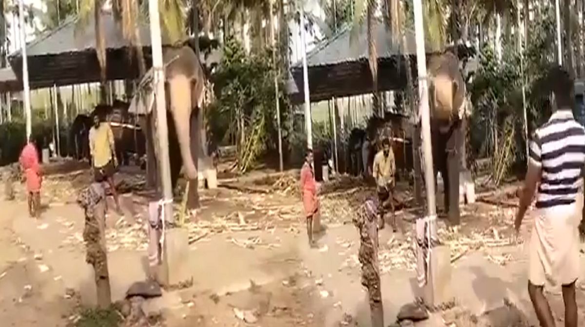 Cricket-elephant