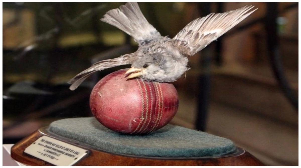 World Sparrow Day 2021