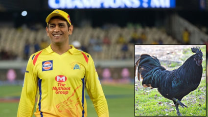 MS Dhoni got 2000 Kadaknath Chicken