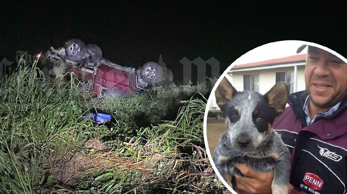 two dogs survived in car accident refused to leave his andrew symonds body